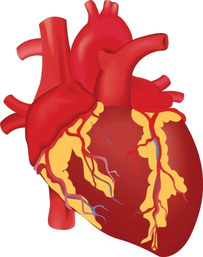 Koronare Stents Facharztwissen